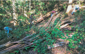 春日山原始林を未来へつなぐ会