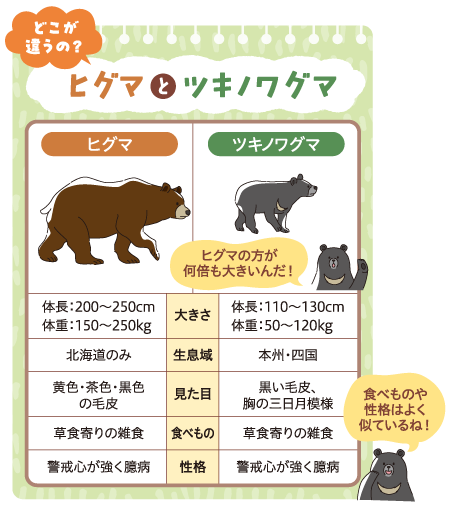 ヒグマとツキノワグマ