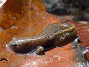 ヤマトサンショウウオ