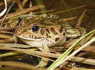 ナゴヤダルマガエル