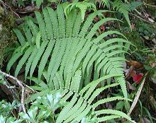 オオミネイワヘゴ