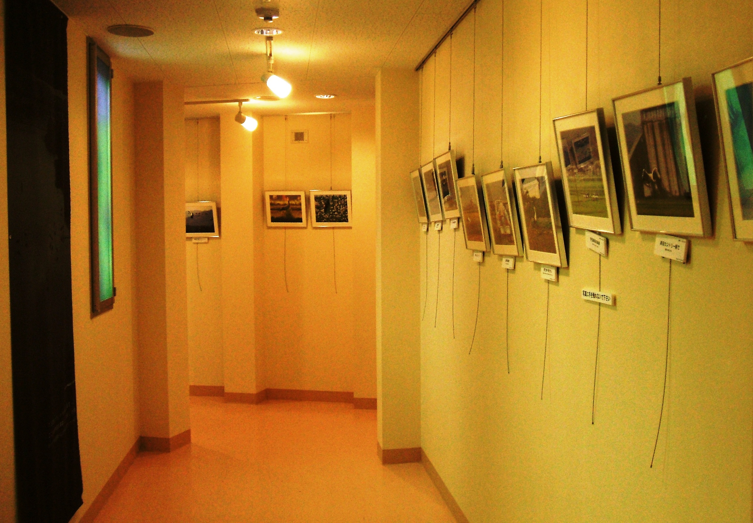展示の様子