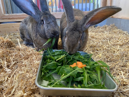 コンチネンタルジャイアント