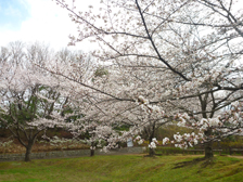 だんだん広場のソメイヨシノ開花の様子