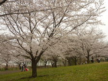 古墳の丘のソメイヨシノ開花の様子